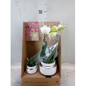 Arr.  Phalaenopsis  H%