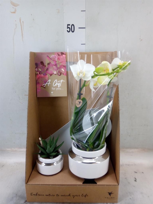 <h4>Arr. Phalaenopsis H%</h4>