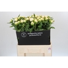 Paeonia Duchesse De Nemours