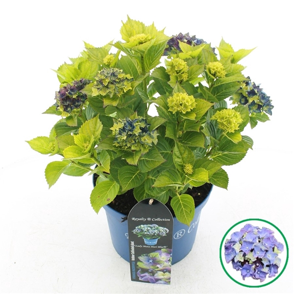 Hydrangea macr. Royalty® Lady Mata Hari Blue