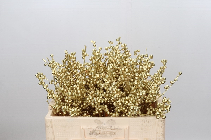 Ilex paint Gold