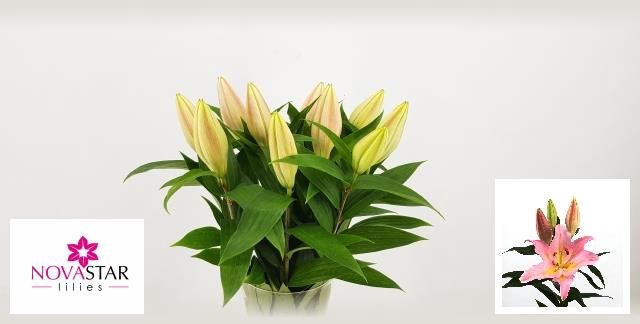 <h4>LI OR FENICE</h4>