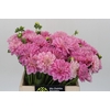 Dahlia DE 'Ariko 123-16'
