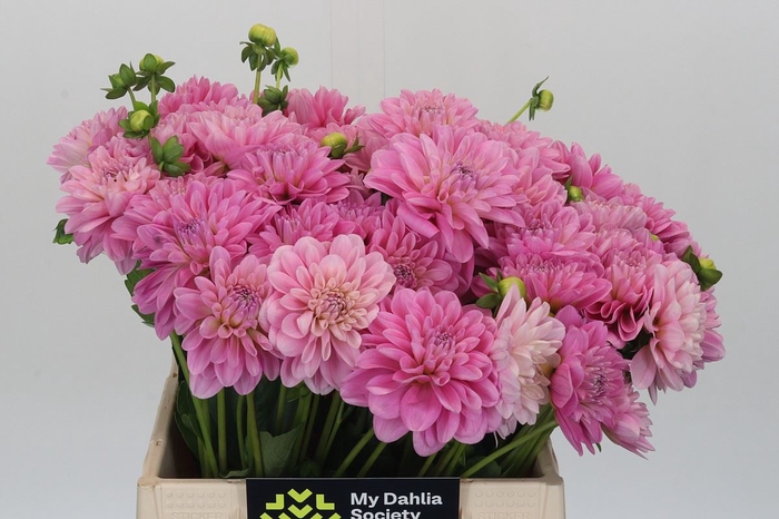 Dahlia DE 'Ariko 123-16'