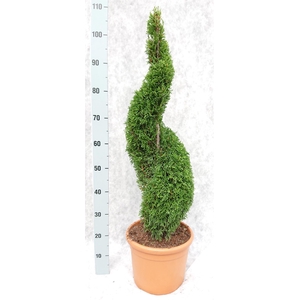 Thuja occid. 'Smaragd'