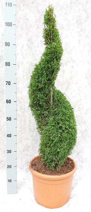 <h4>Thuja occid. 'Smaragd'</h4>