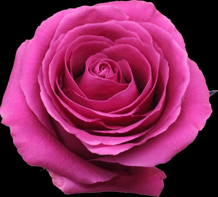 <h4>Rosa ec pink floyd</h4>