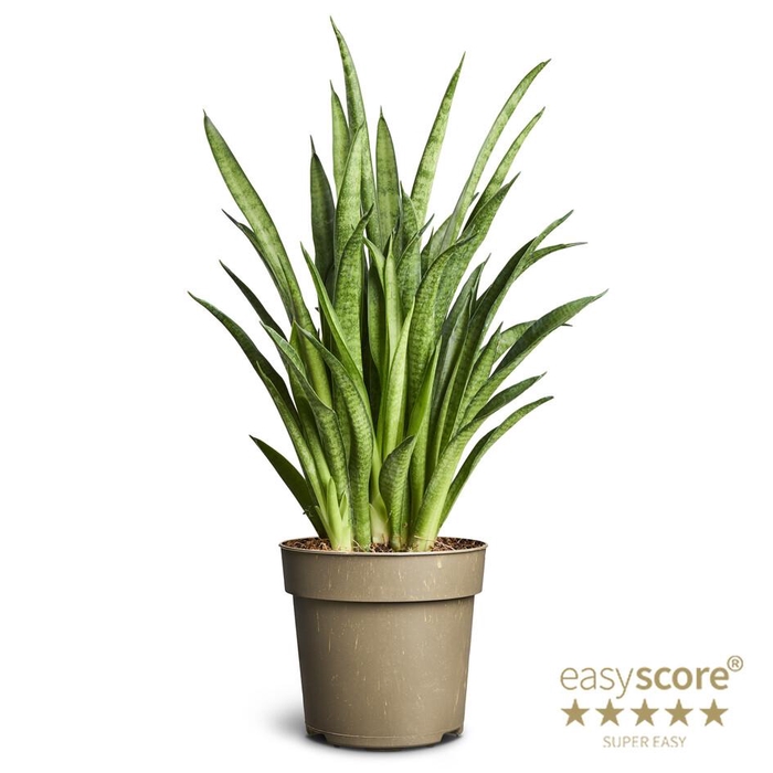 SANSEVIERIA HYBRID