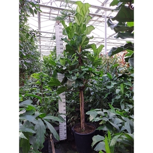 Ficus Lyrata dikke stam 300