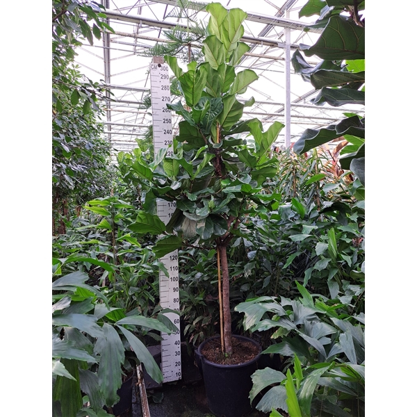 <h4>Ficus Lyrata dikke stam 300</h4>