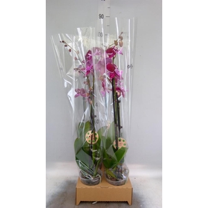 Phalaenopsis   ...