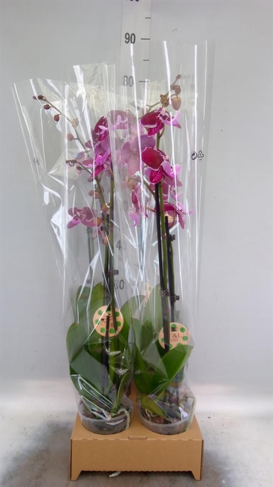 <h4>Phalaenopsis   ...</h4>