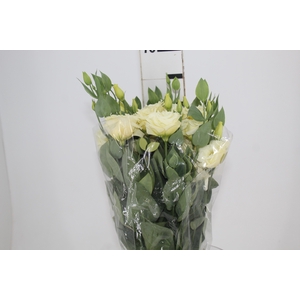 LISIANTHUS MEGALO II YELLOW 060 CM