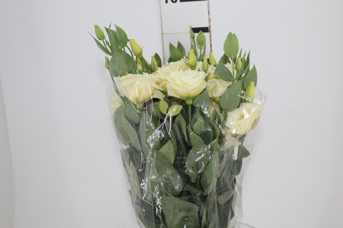 <h4>LISIANTHUS MEGALO II YELLOW 060 CM</h4>