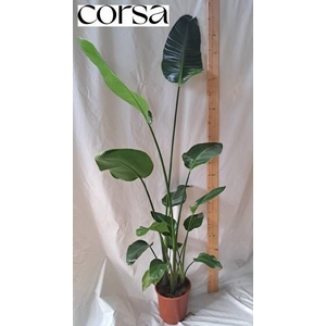 STRELITZIA NICOLAI