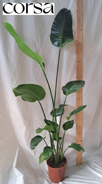 <h4>STRELITZIA NICOLAI</h4>