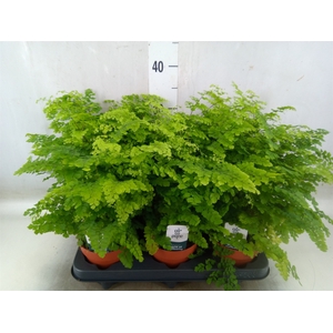Adiantum raddi. 'Fritz-Luthi'