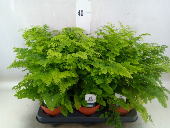 <h4>Adiantum raddi. 'Fritz-Luthi'</h4>