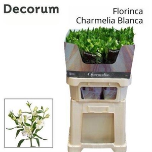 Alstr Fl Charmelia Blanca