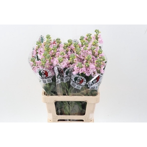 Matth Iron Cherry Bl