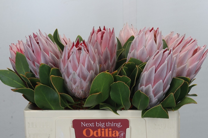 <h4>Protea Cynaroides</h4>