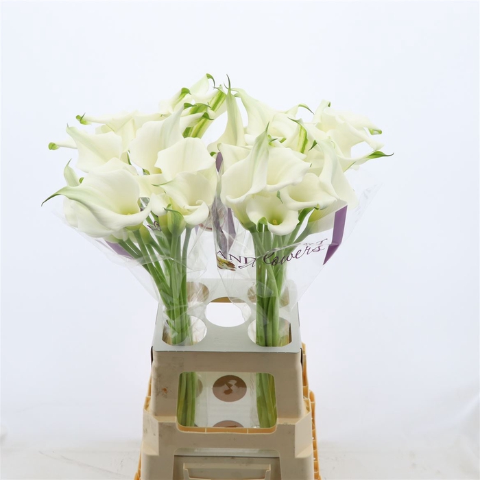 <h4>Calla Mirage</h4>