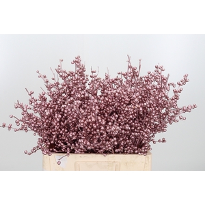 Ilex Kl Bh Rose Goud