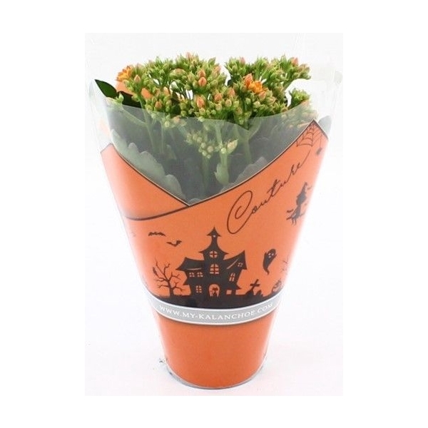 <h4>Kalanchoë Moreno in Couture Halloween sleeve</h4>