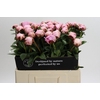 Paeonia Lact. Reine Hortense