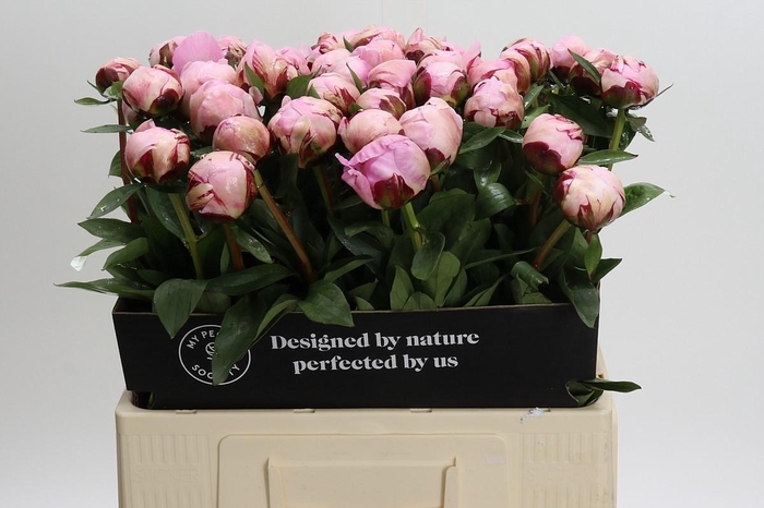 <h4>Paeonia Lact. Reine Hortense</h4>