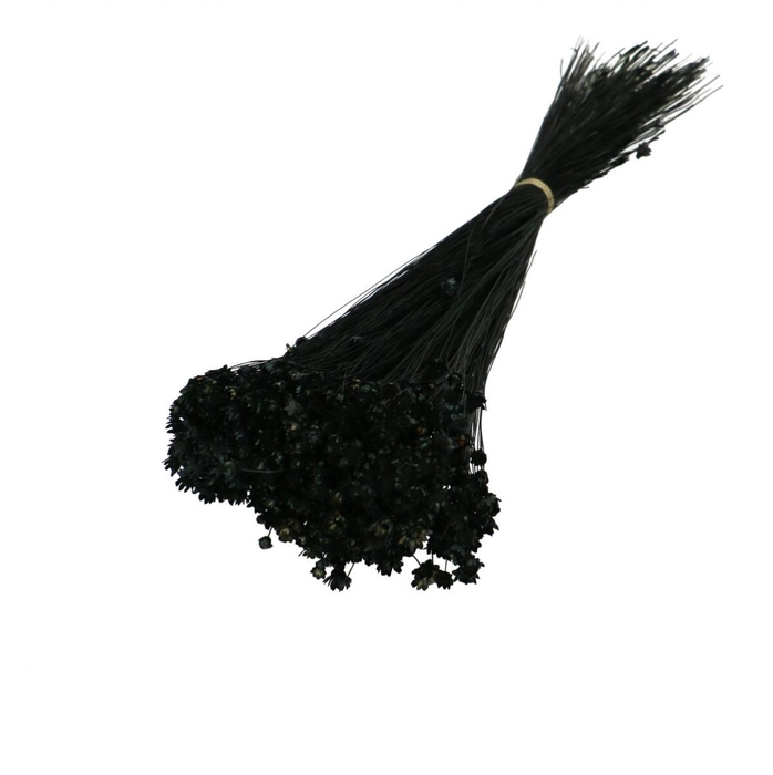 <h4>Dried flowers Glixia 40cm 50g</h4>
