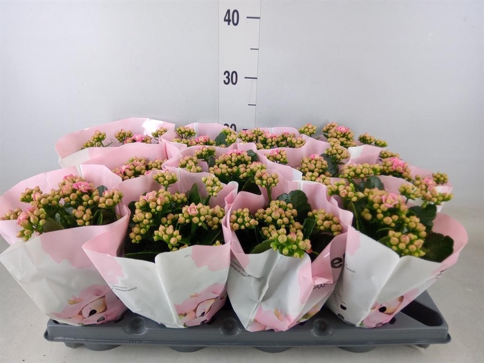 <h4>Kalanchoe ...</h4>