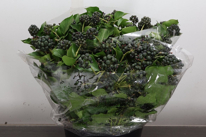 <h4>Hedera 400 Gr</h4>