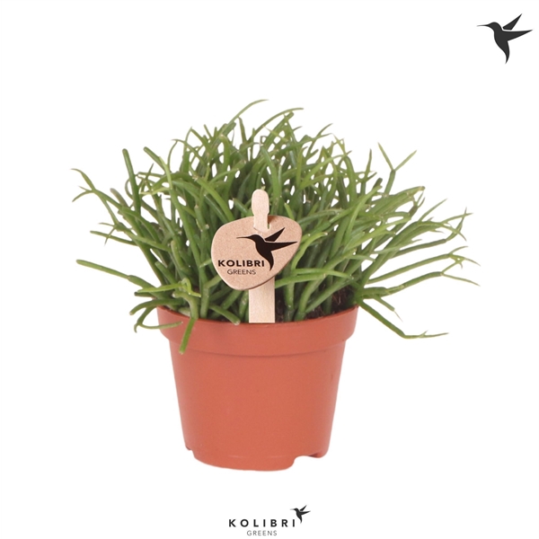<h4>Kolibri Greens Rhipsalis Cassutha Oasis</h4>