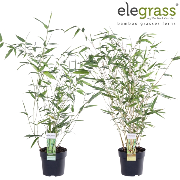 <h4>Phyllostachys mix tray P14</h4>