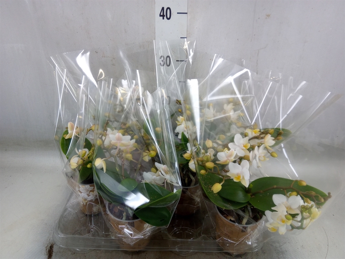 <h4>Phalaenopsis multi. 'Ant Nazare'</h4>