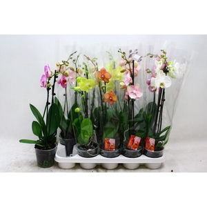 PHAL GEM