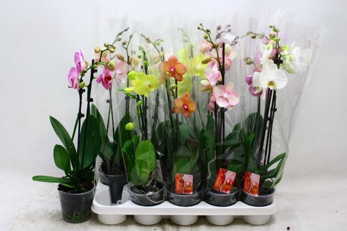 <h4>PHAL GEM</h4>