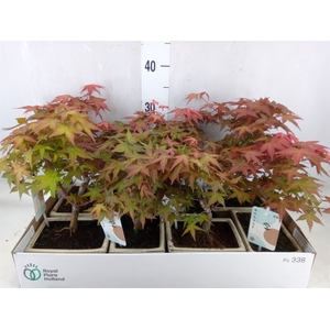 Bonsai   ...