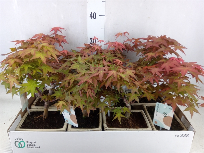 <h4>Bonsai   ...</h4>