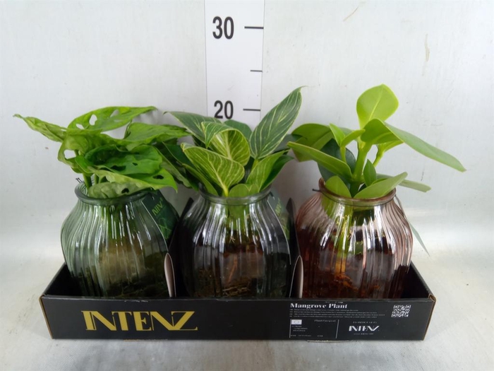 <h4>Planten  ..mix</h4>