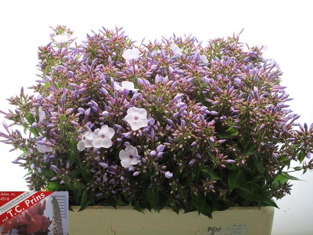 PHLOX P MISS LOLITA