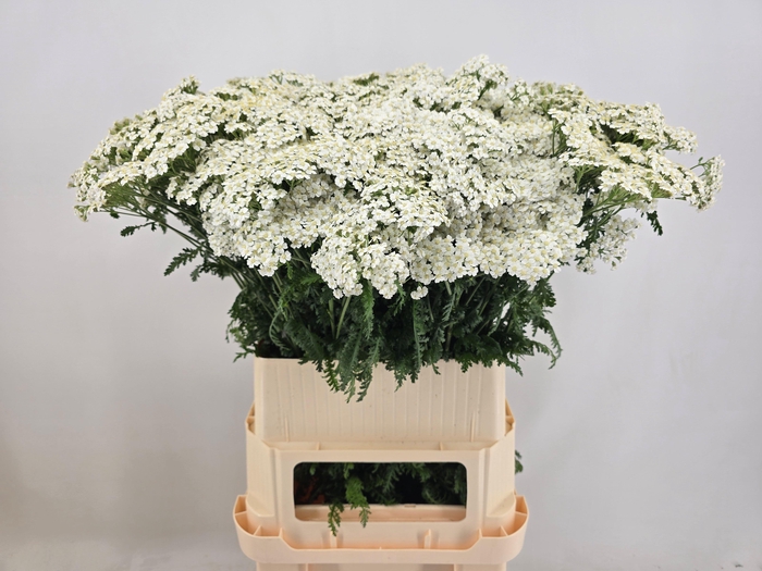 <h4>ACHIL M WHITE BEAUTY</h4>