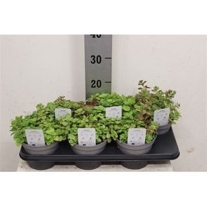 Sedum spurium 'Fuldaglut'