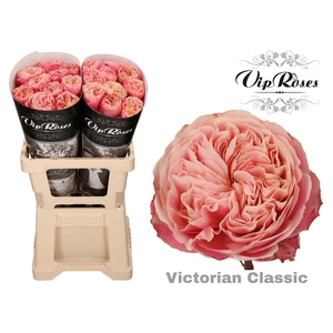 R GR VICTOR CLASSIC@