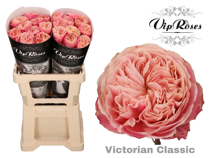 <h4>R GR VICTOR CLASSIC@</h4>