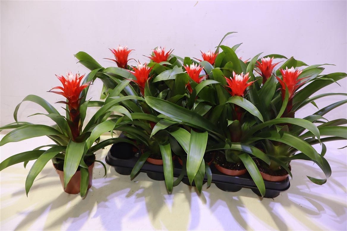 <h4>arr8 Guzm Hope</h4>