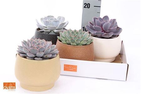 <h4>Echev Gem Ceramic</h4>