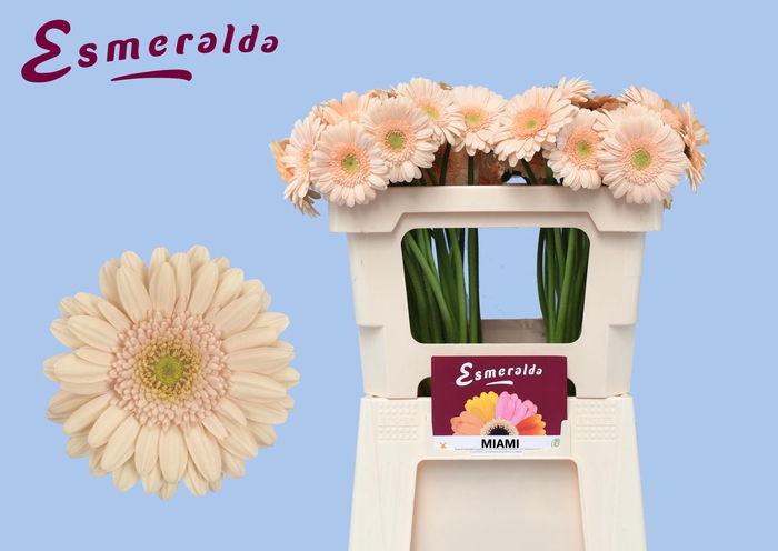 <h4>GE MI MIAMI</h4>