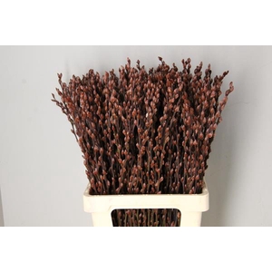 Salix Snowflake 70cm Brown